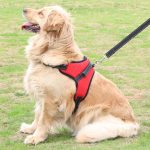 Fast Shipping Adjustable Dog Pet Harness - Image 2