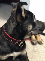 Durable Dog Collar - Red/Black - Image 2
