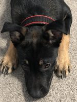 Durable Dog Collar - Red/Black - Image 3