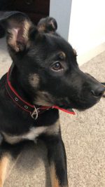 Durable Dog Collar - Red/Black - Image 4